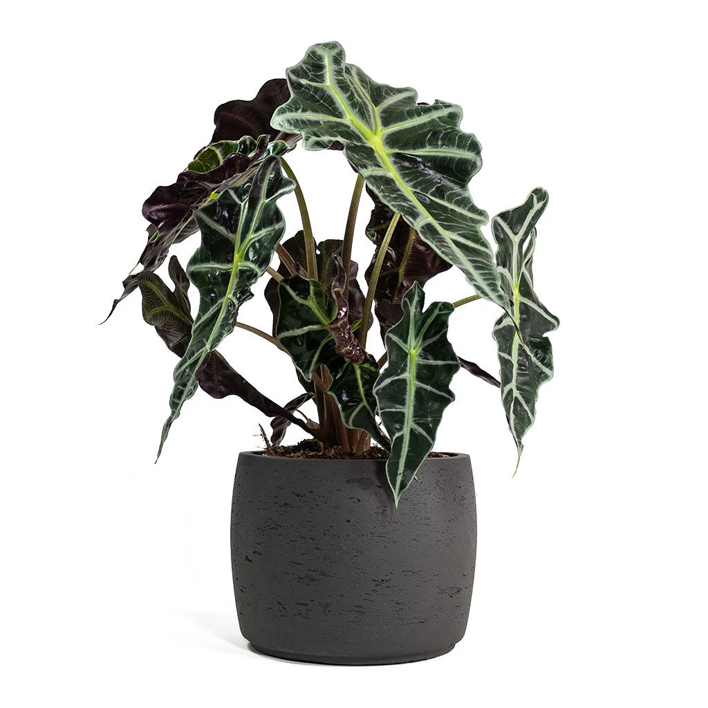 Alocasia Amazonica Polly - Elephant Ear - Image 13