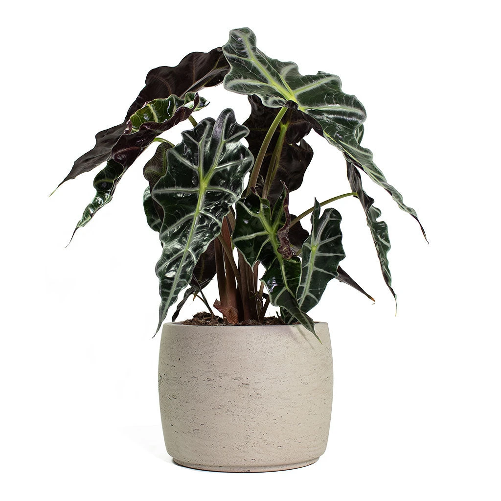 Alocasia Amazonica Polly - Elephant Ear - Image 16