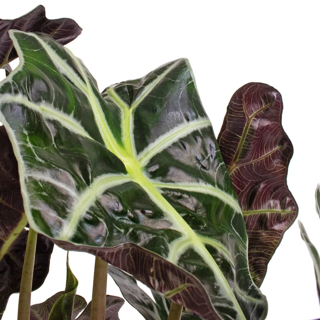 Alocasia Amazonica Polly - Elephant Ear - Image 2