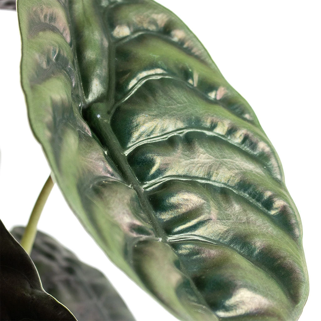 Alocasia Cuprea Red Secret - Elephant Ear - Image 4