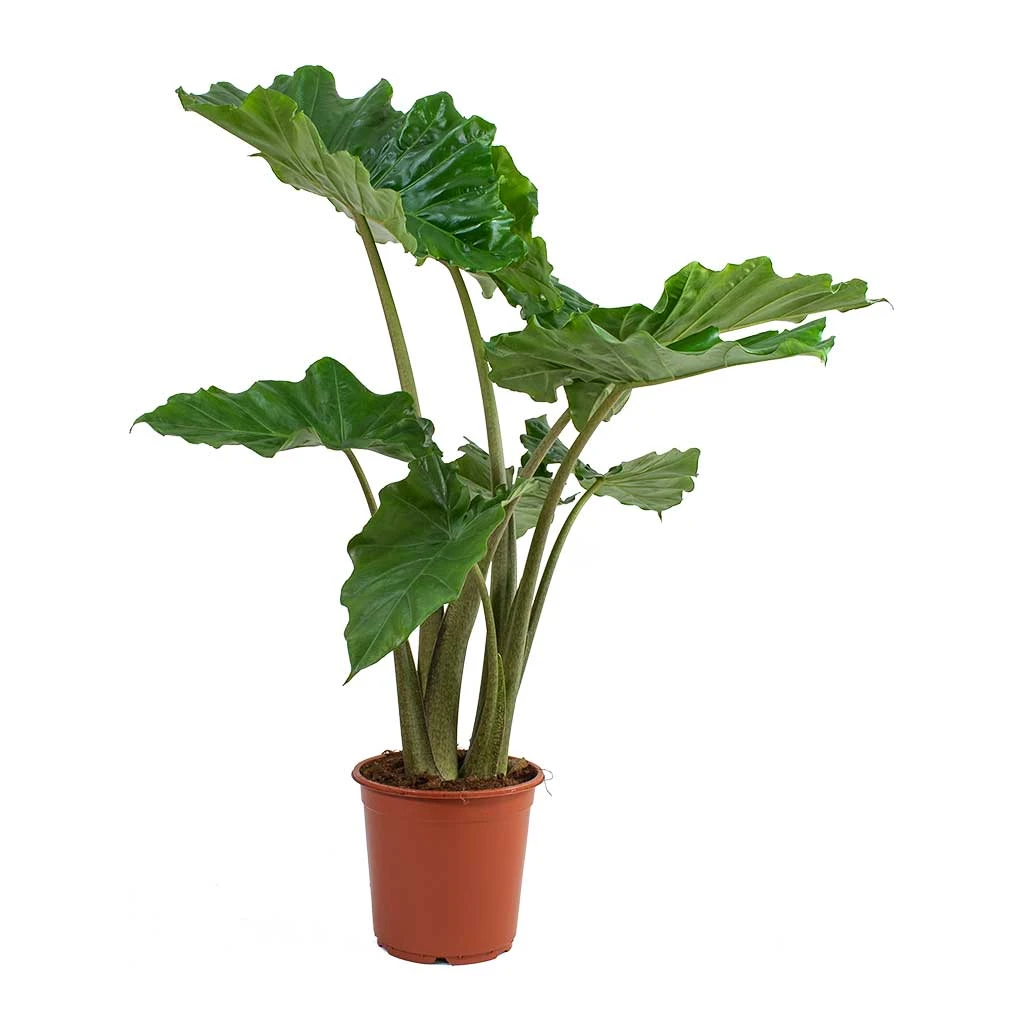 Alocasia Portodora - Upright Elephant Ear - Image 4