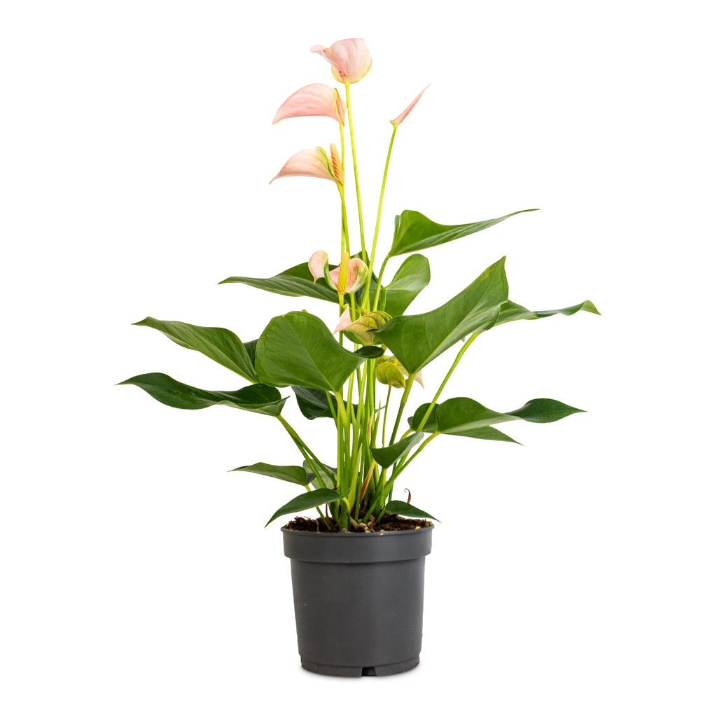 Anthurium - Flamingo Flower - Joli Peach - Image 3