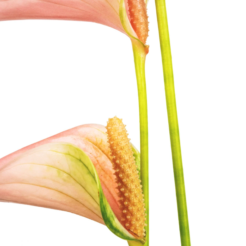 Anthurium - Flamingo Flower - Joli Peach - Image 4