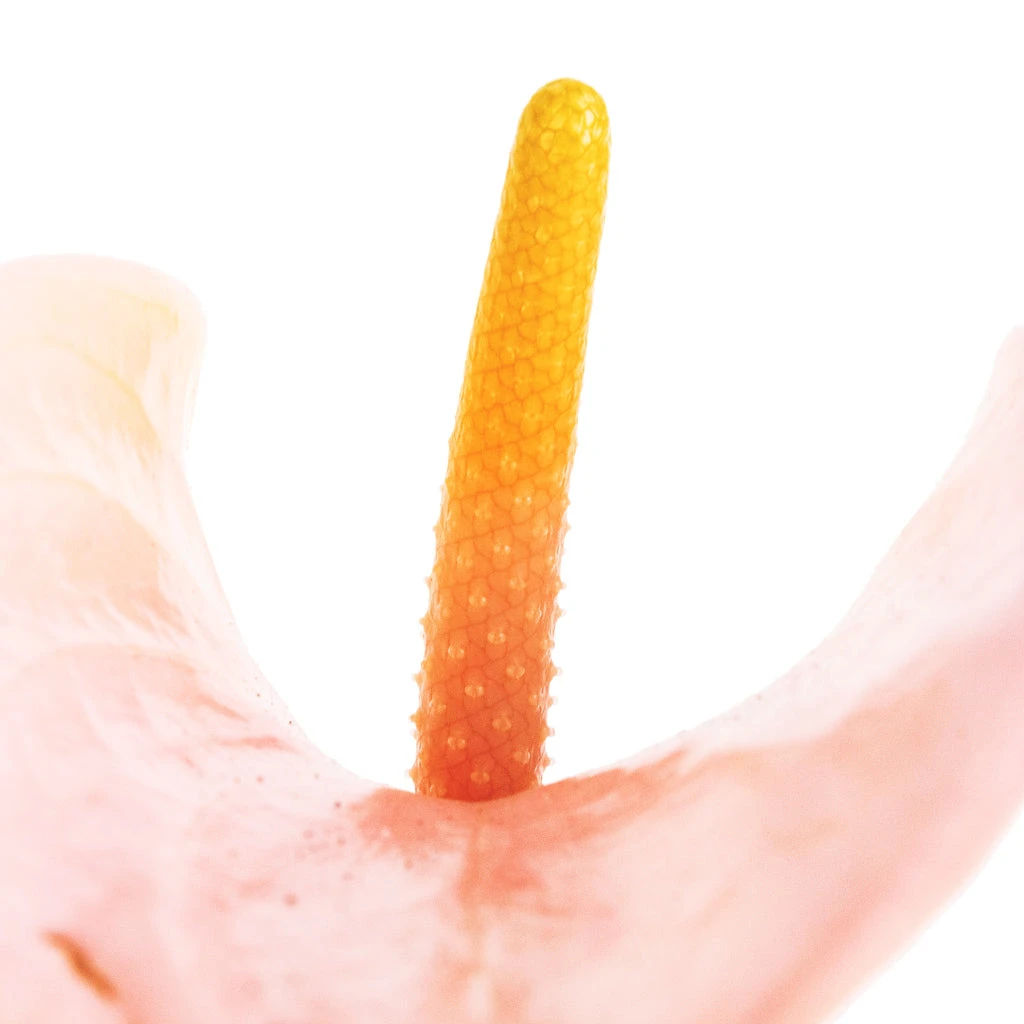 Anthurium - Flamingo Flower - Joli Peach - Image 5