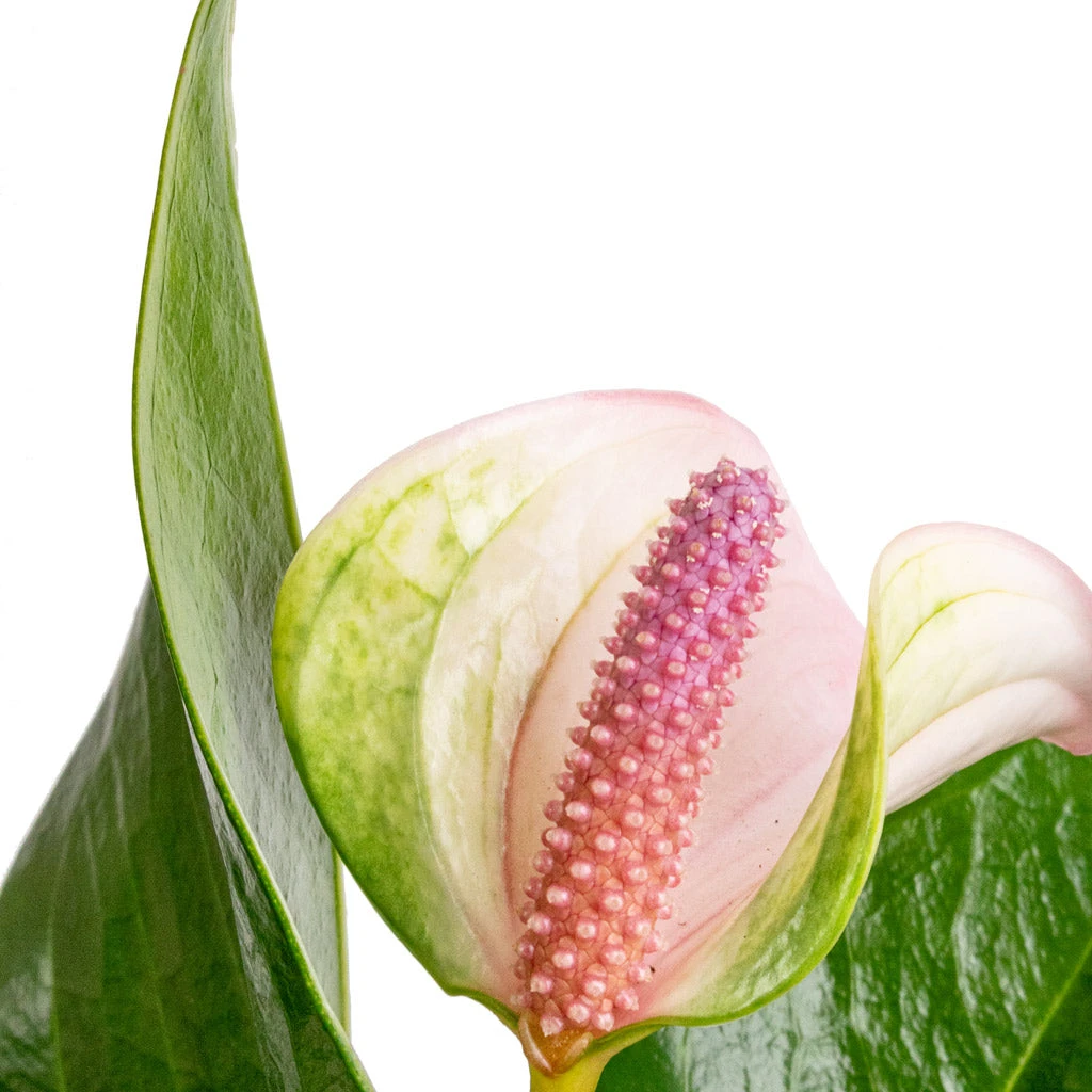 Anthurium - Flamingo Flower - Joli Pulse - Image 4