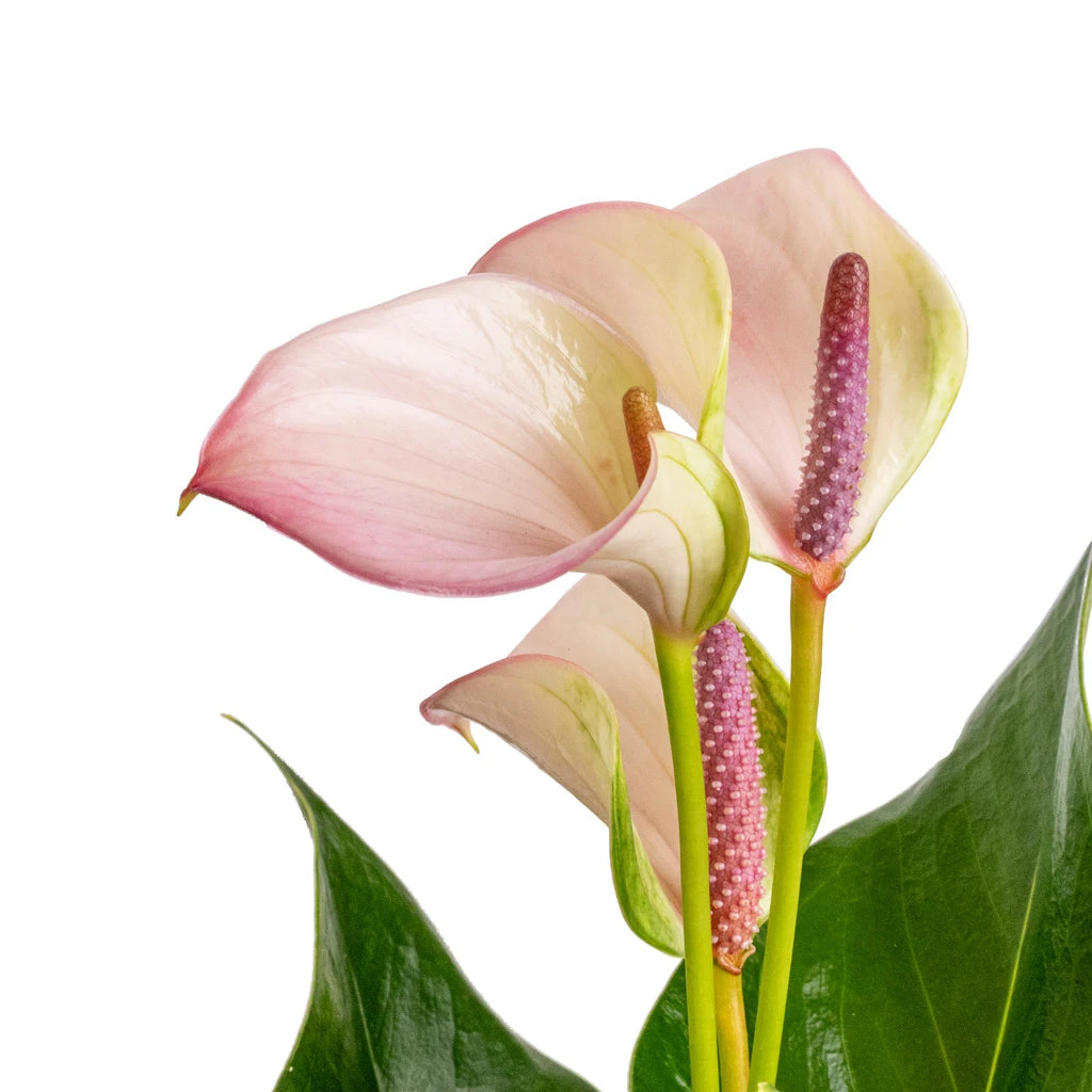 Anthurium - Flamingo Flower - Joli Pulse - Image 2