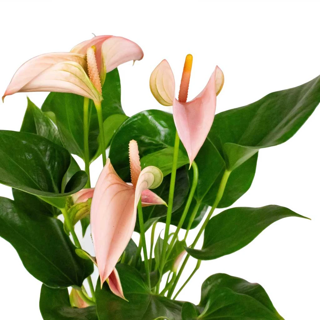 Anthurium - Flamingo Flower - Joli Peach - Image 2