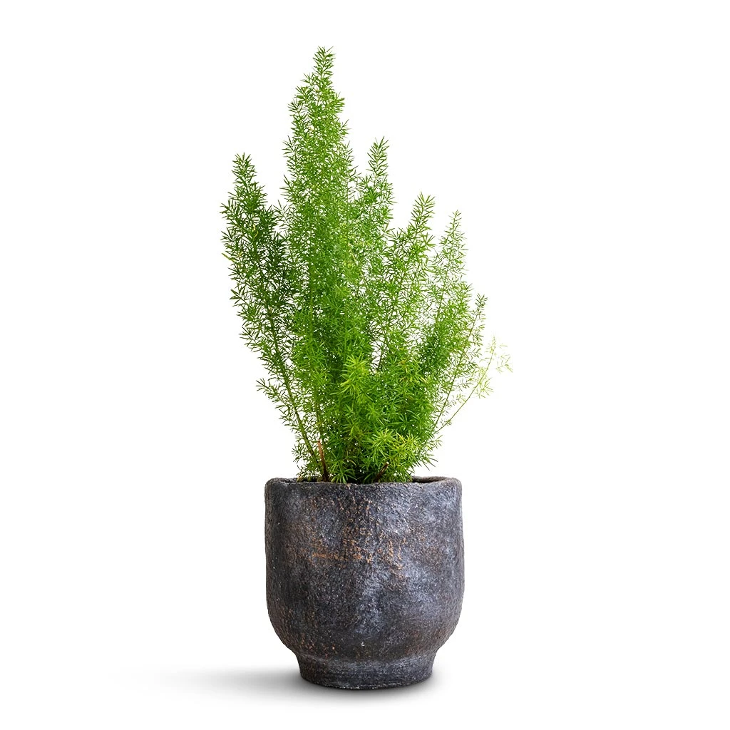 Asparagus Densiflorus Myersii - Foxtail Fern - Image 4
