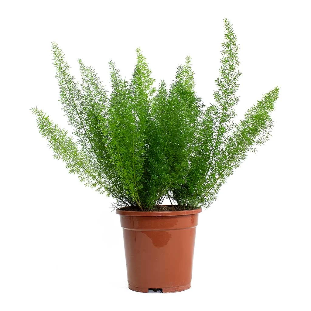 Asparagus Densiflorus Myersii - Foxtail Fern - Image 11