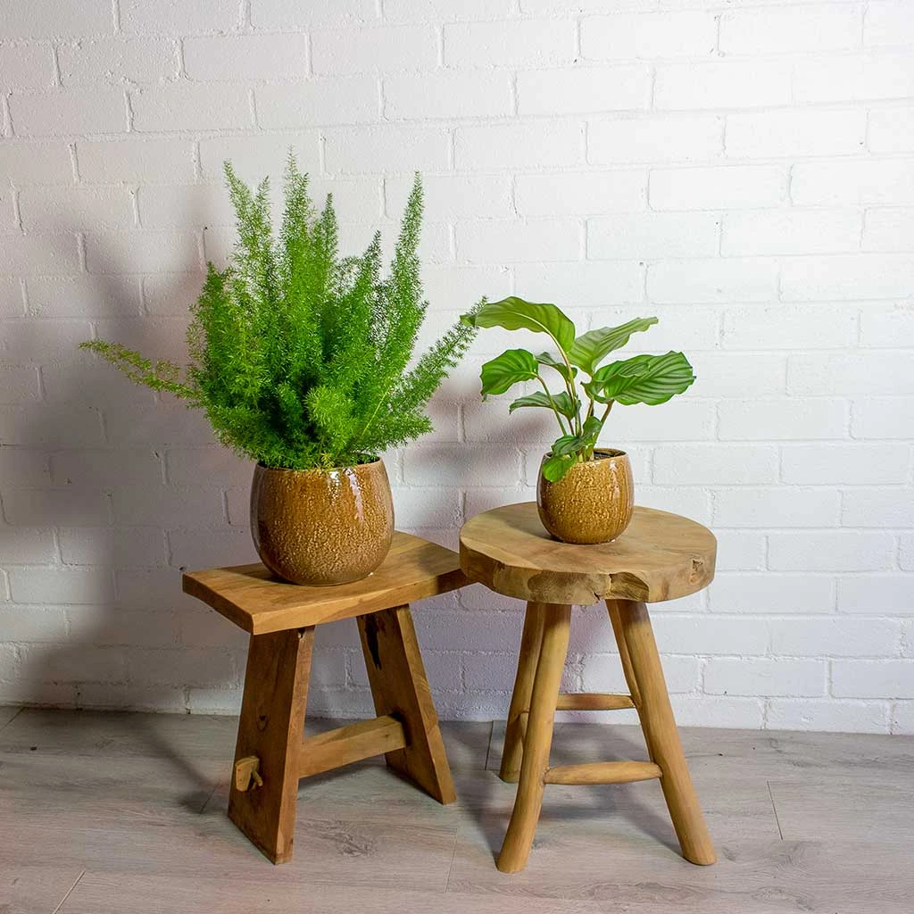 Asparagus Densiflorus Myersii - Foxtail Fern - Image 15