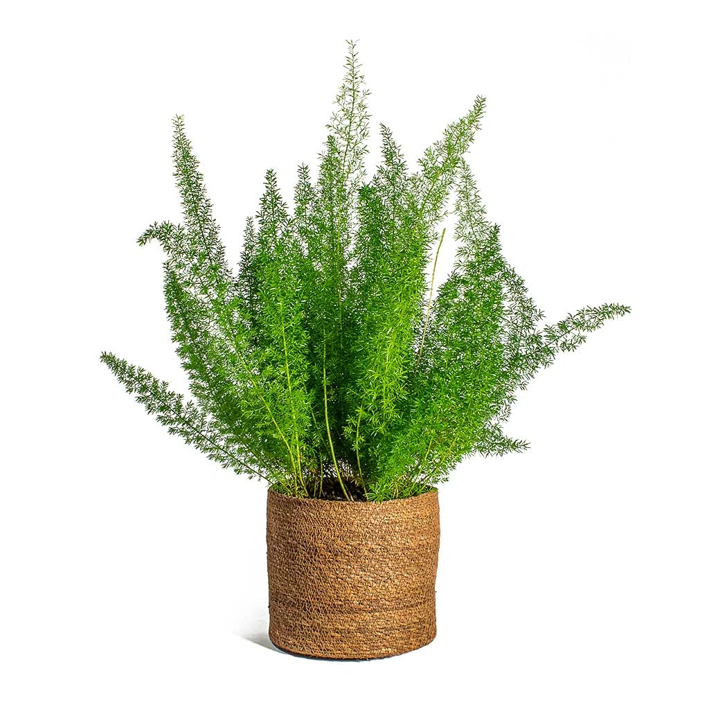 Asparagus Densiflorus Myersii - Foxtail Fern - Image 14
