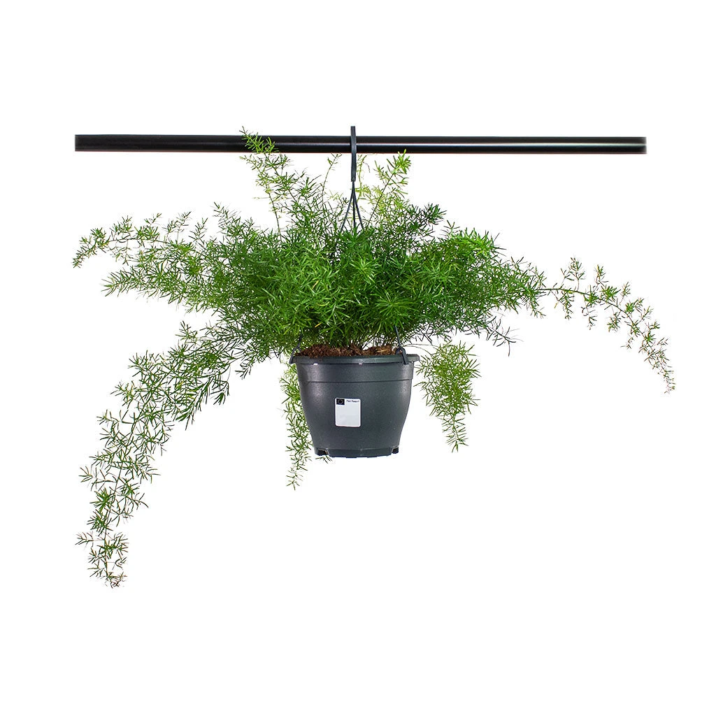 Asparagus Densiflorus Sprengeri - Emerald Feather Fern - Image 8