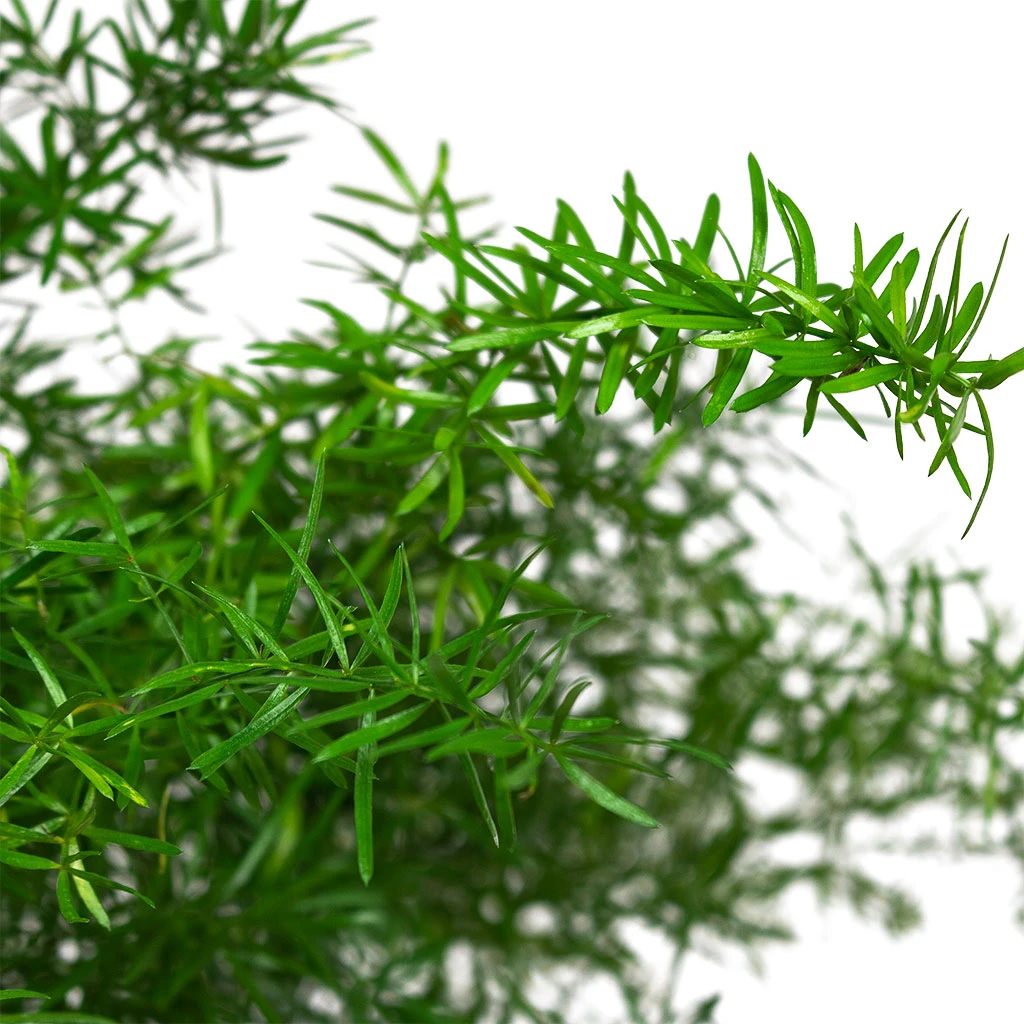 Asparagus Densiflorus Sprengeri - Emerald Feather Fern - Image 2