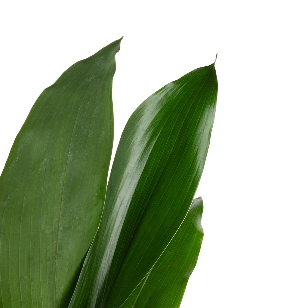 Aspidistra - Cast Iron Plant - Image 9