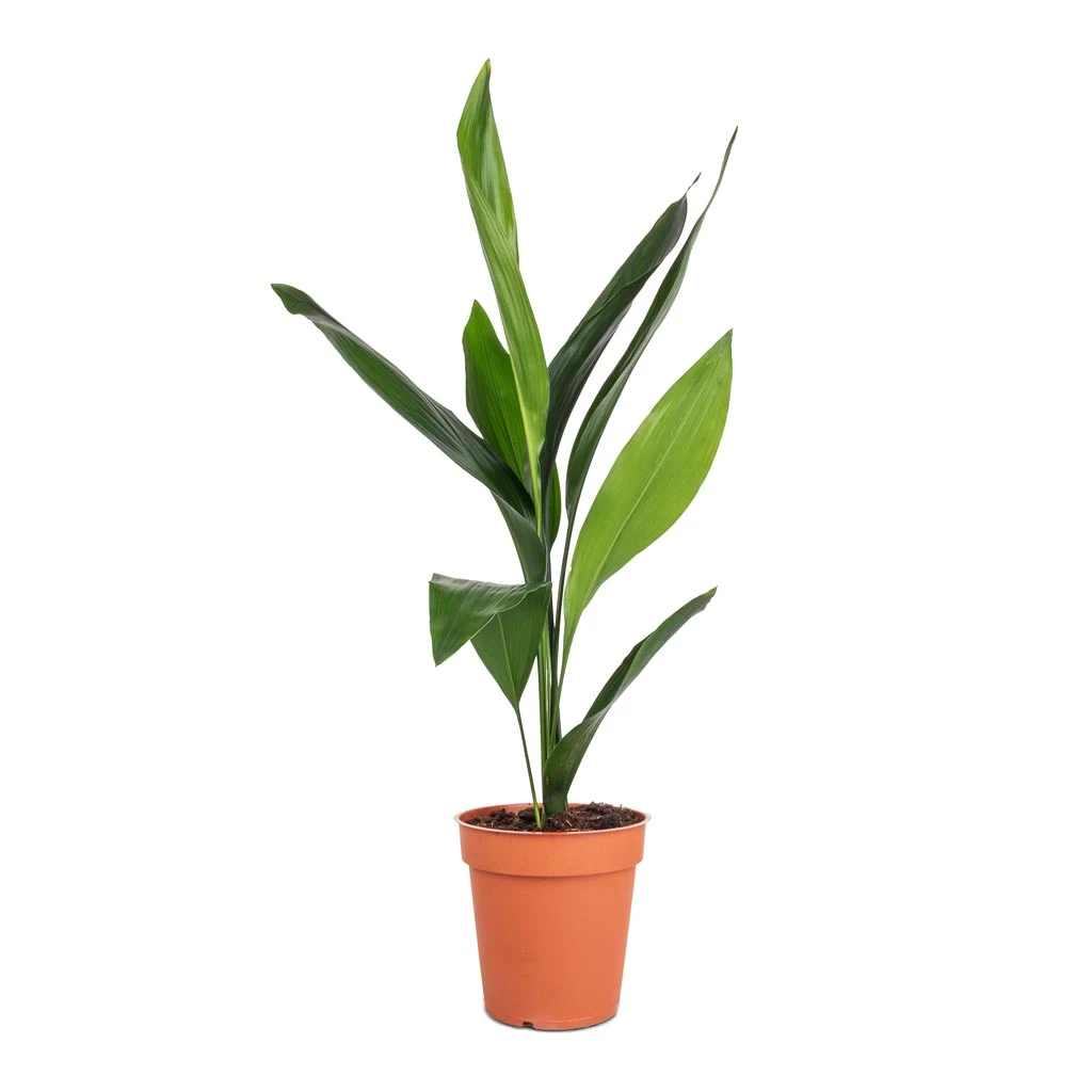 Aspidistra - Cast Iron Plant - Image 3