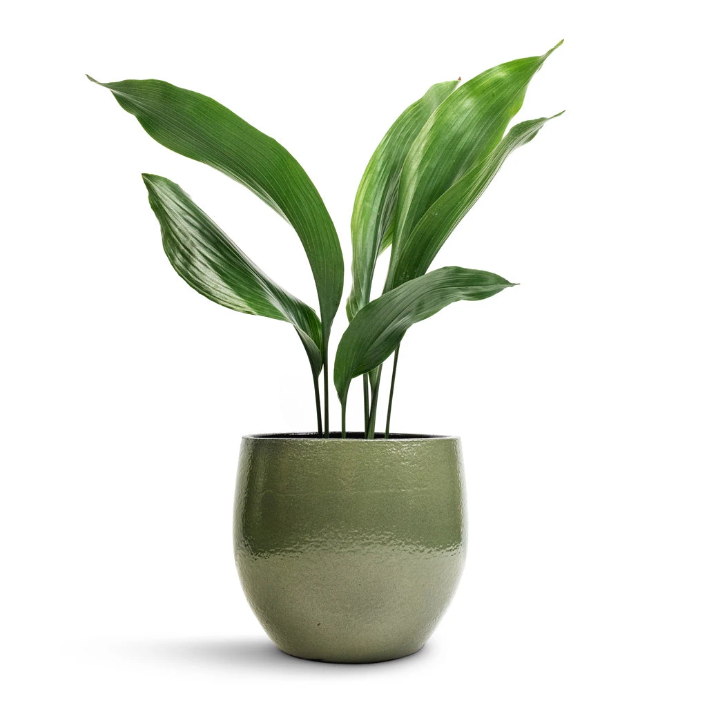 Aspidistra - Cast Iron Plant - Image 7