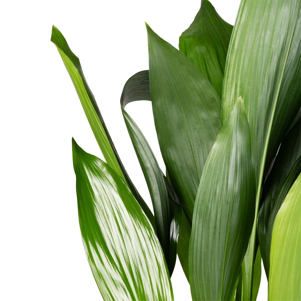 Aspidistra - Cast Iron Plant - Image 2