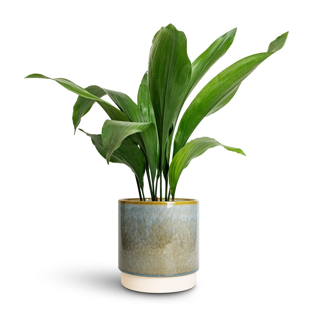 Aspidistra - Cast Iron Plant - Image 4