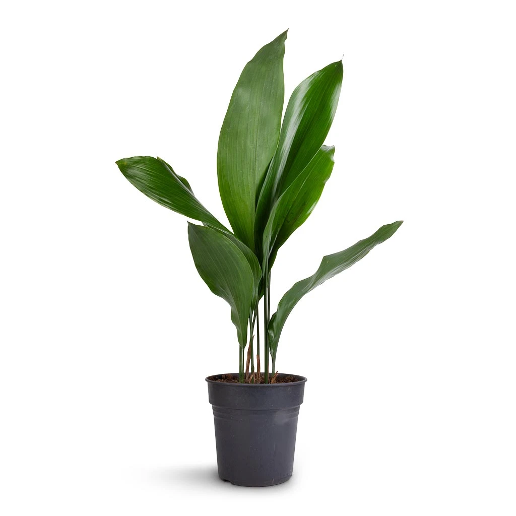 Aspidistra - Cast Iron Plant - Image 5