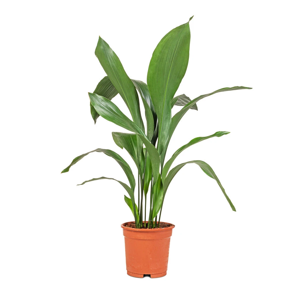 Aspidistra - Cast Iron Plant - Image 11