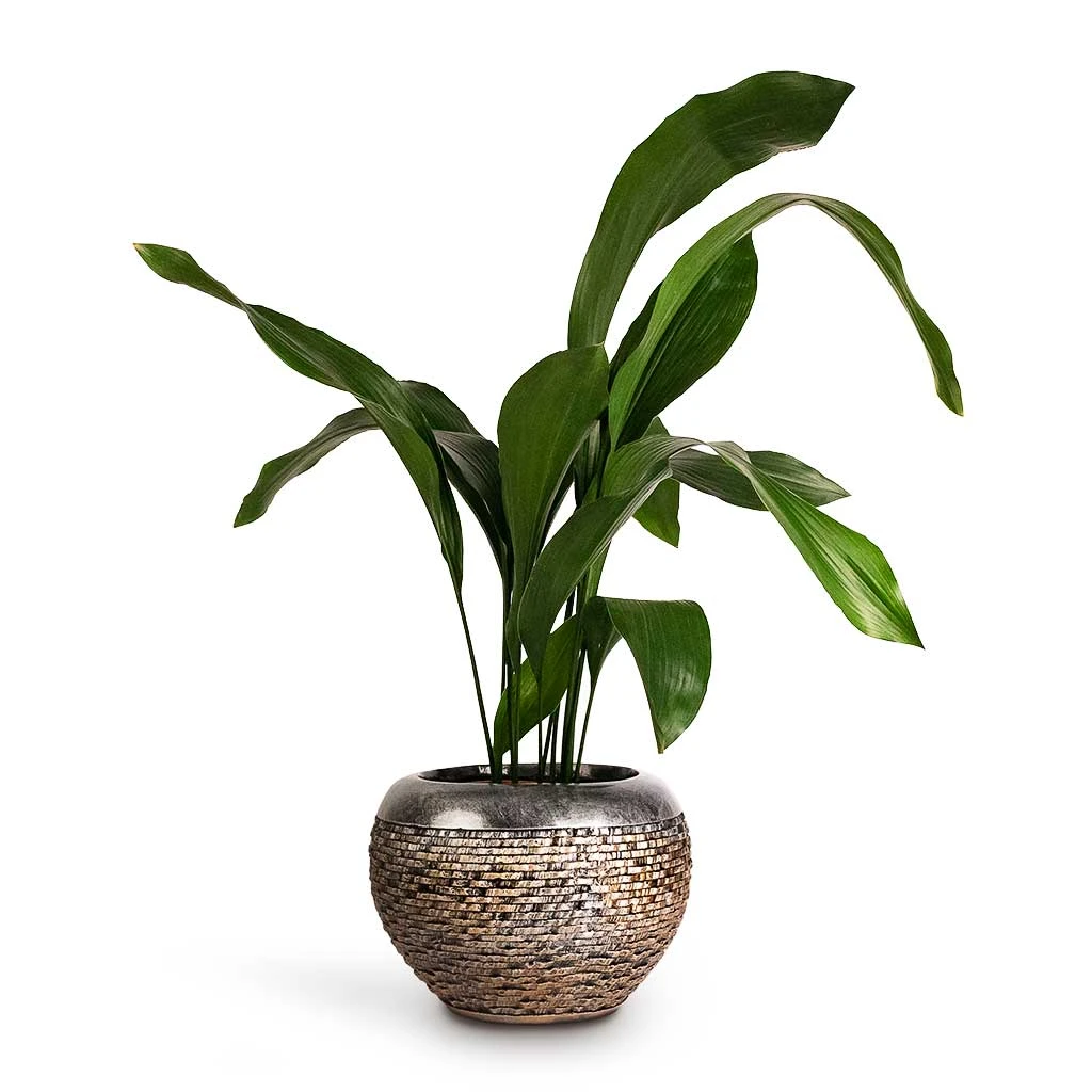 Aspidistra - Cast Iron Plant - Image 12