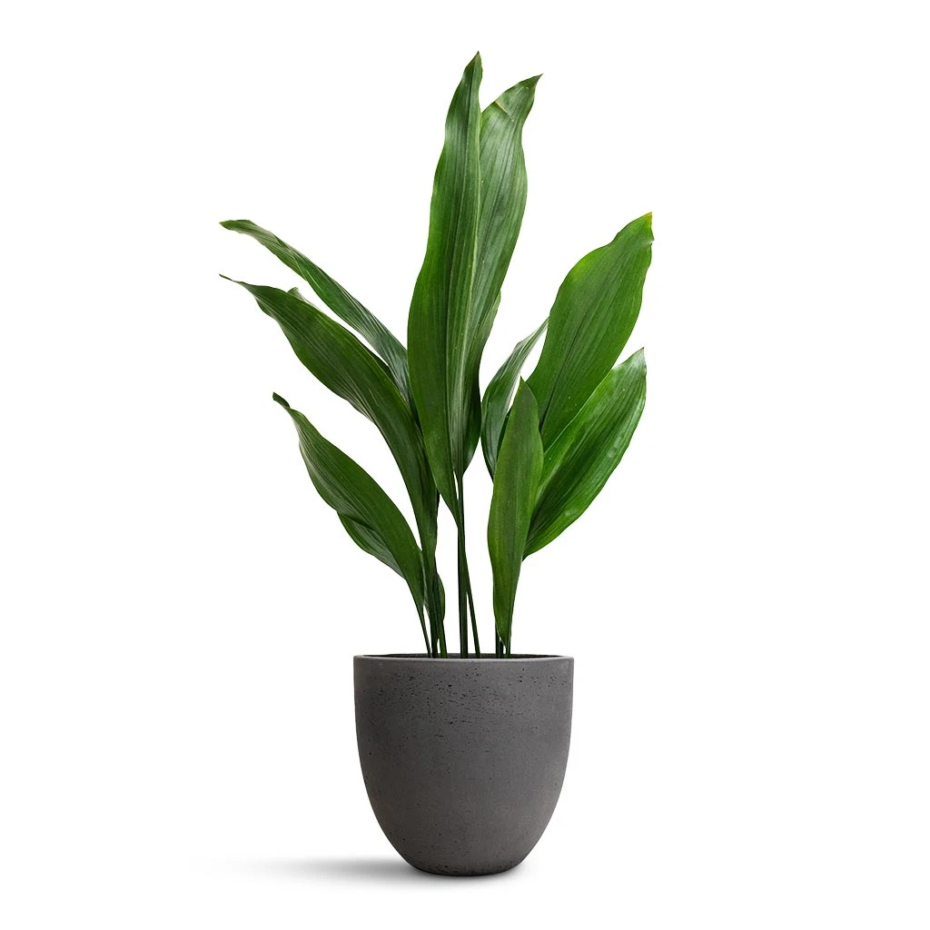 Aspidistra - Cast Iron Plant - Image 16