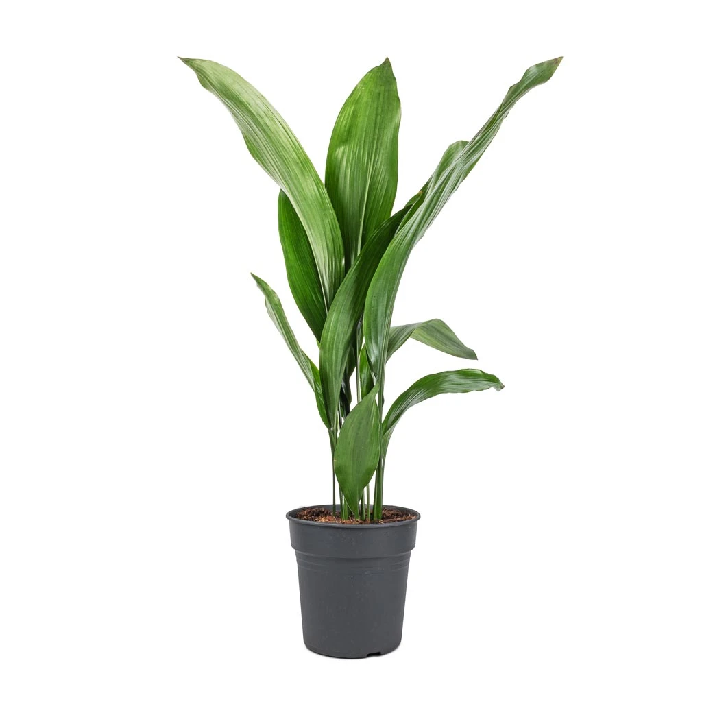 Aspidistra - Cast Iron Plant - Image 8