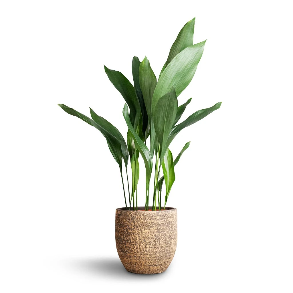 Aspidistra - Cast Iron Plant - Image 19