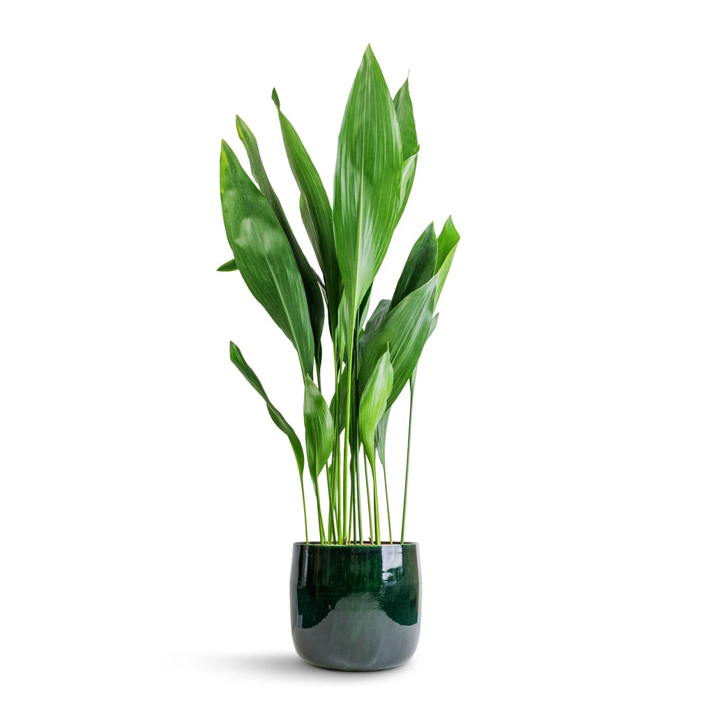 Aspidistra - Cast Iron Plant - Image 20