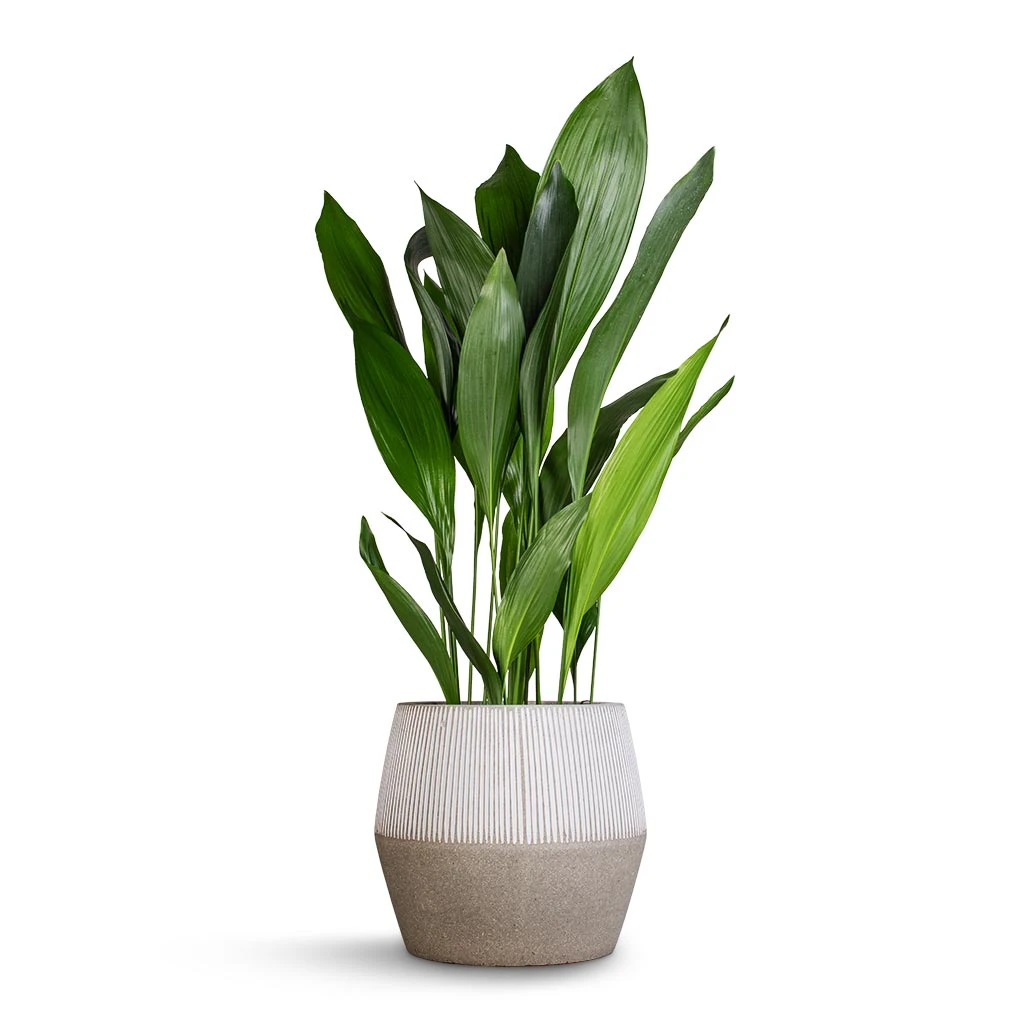 Aspidistra - Cast Iron Plant - Image 18