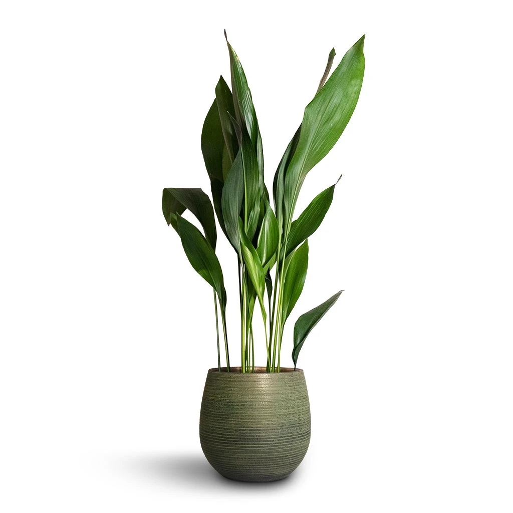 Aspidistra - Cast Iron Plant - Image 10