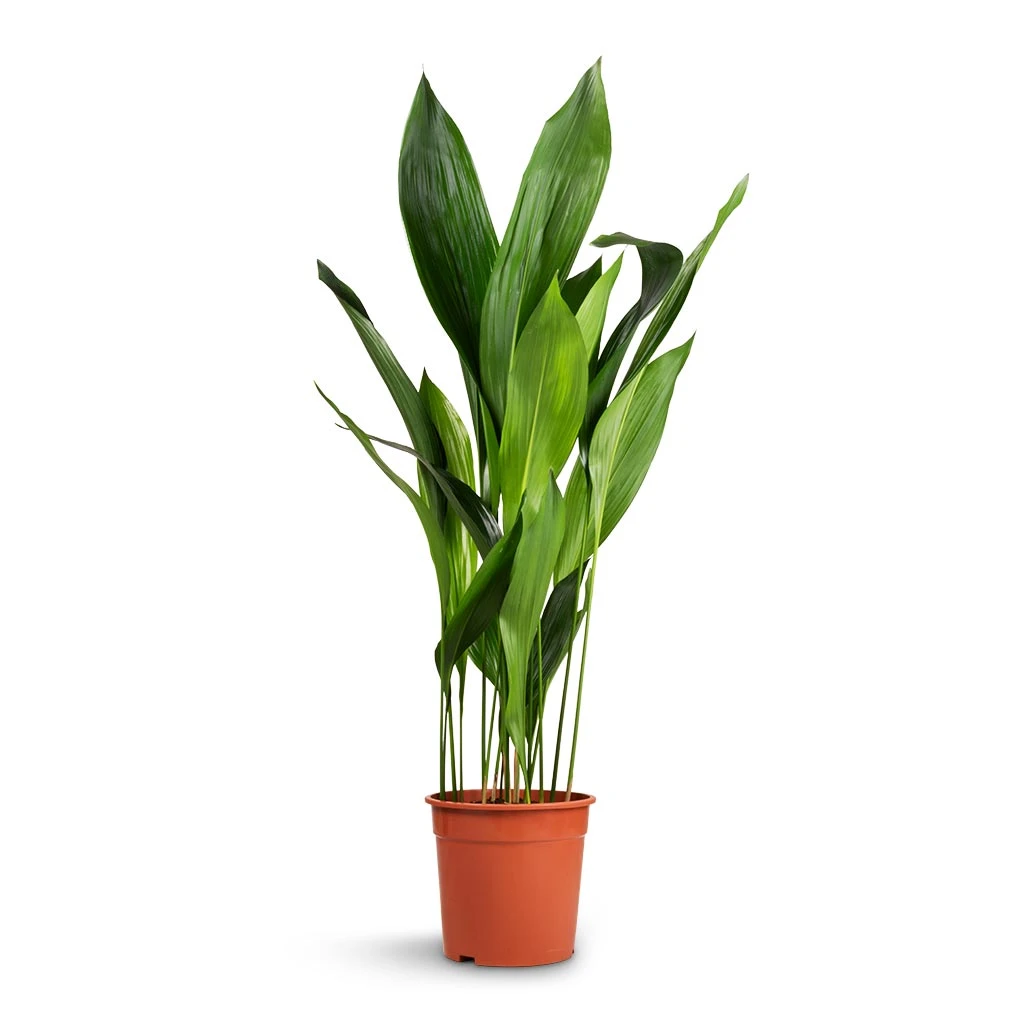 Aspidistra - Cast Iron Plant - Image 15