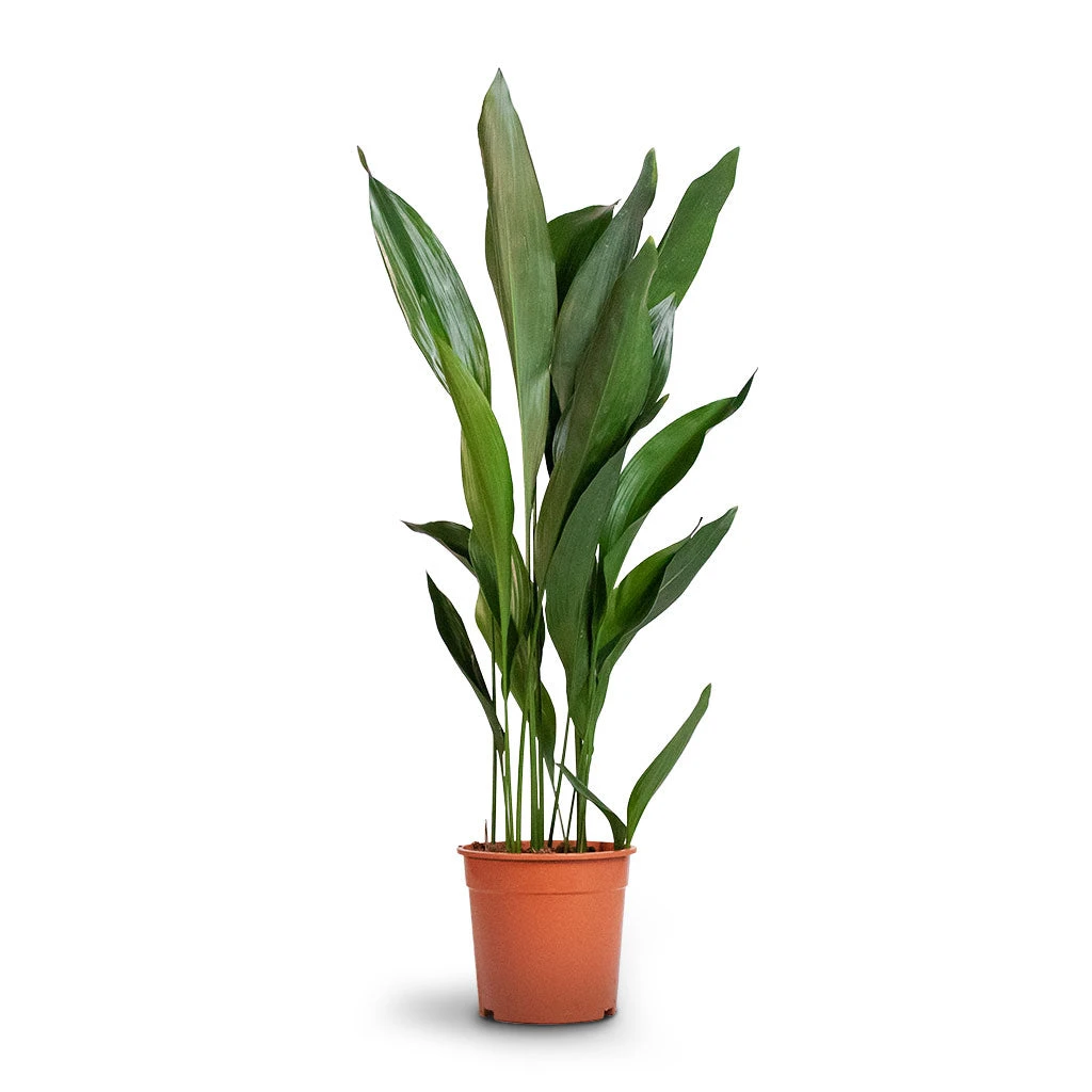 Aspidistra - Cast Iron Plant - Image 13