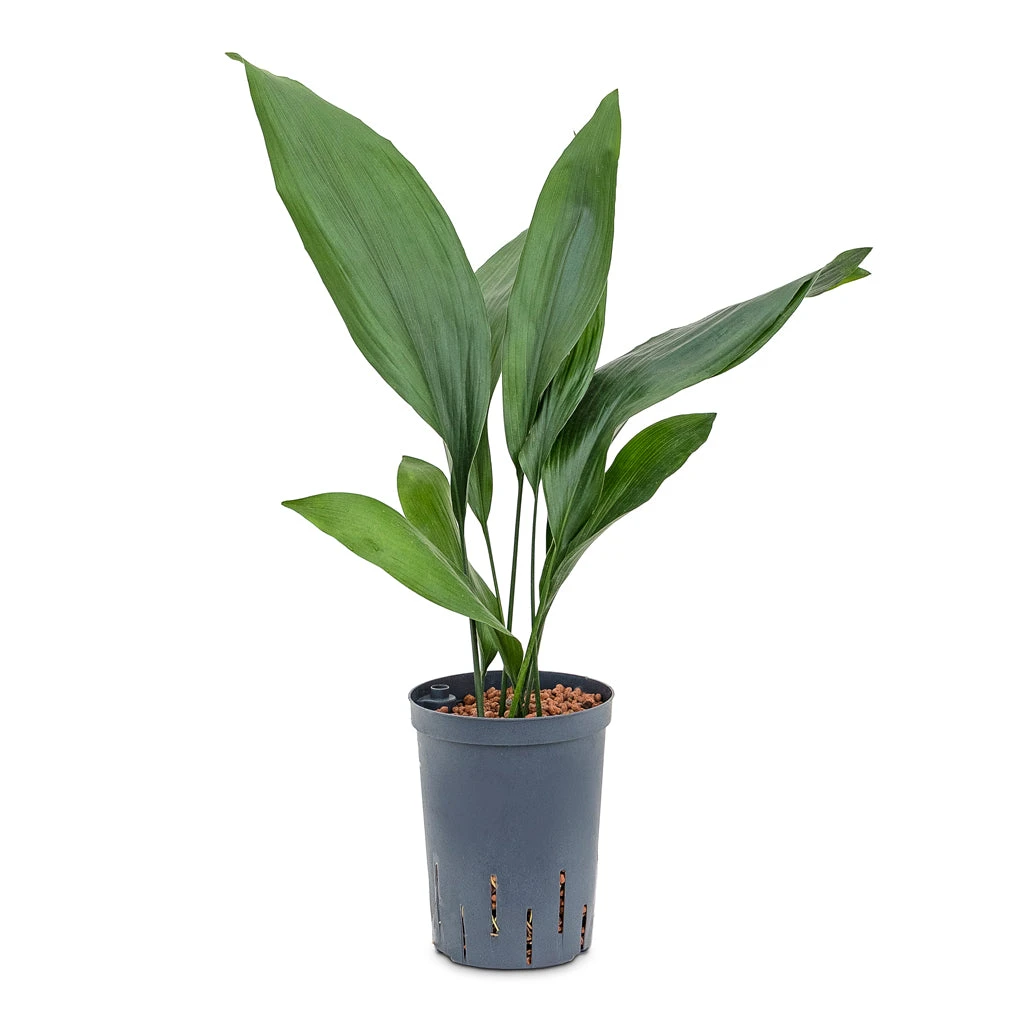 Aspidistra - Cast Iron Plant - HydroCare - Image 6