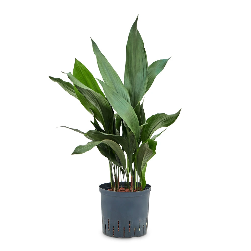 Aspidistra - Cast Iron Plant - HydroCare - Image 5