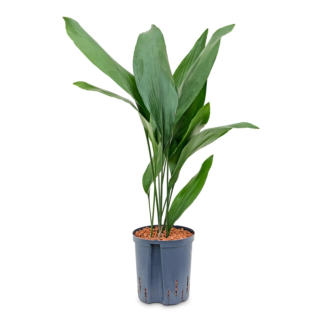 Aspidistra - Cast Iron Plant - HydroCare - Image 4