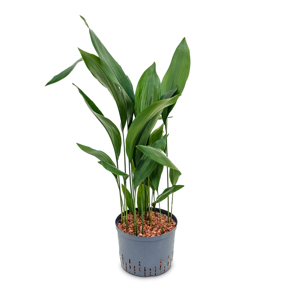 Aspidistra - Cast Iron Plant - HydroCare - Image 3