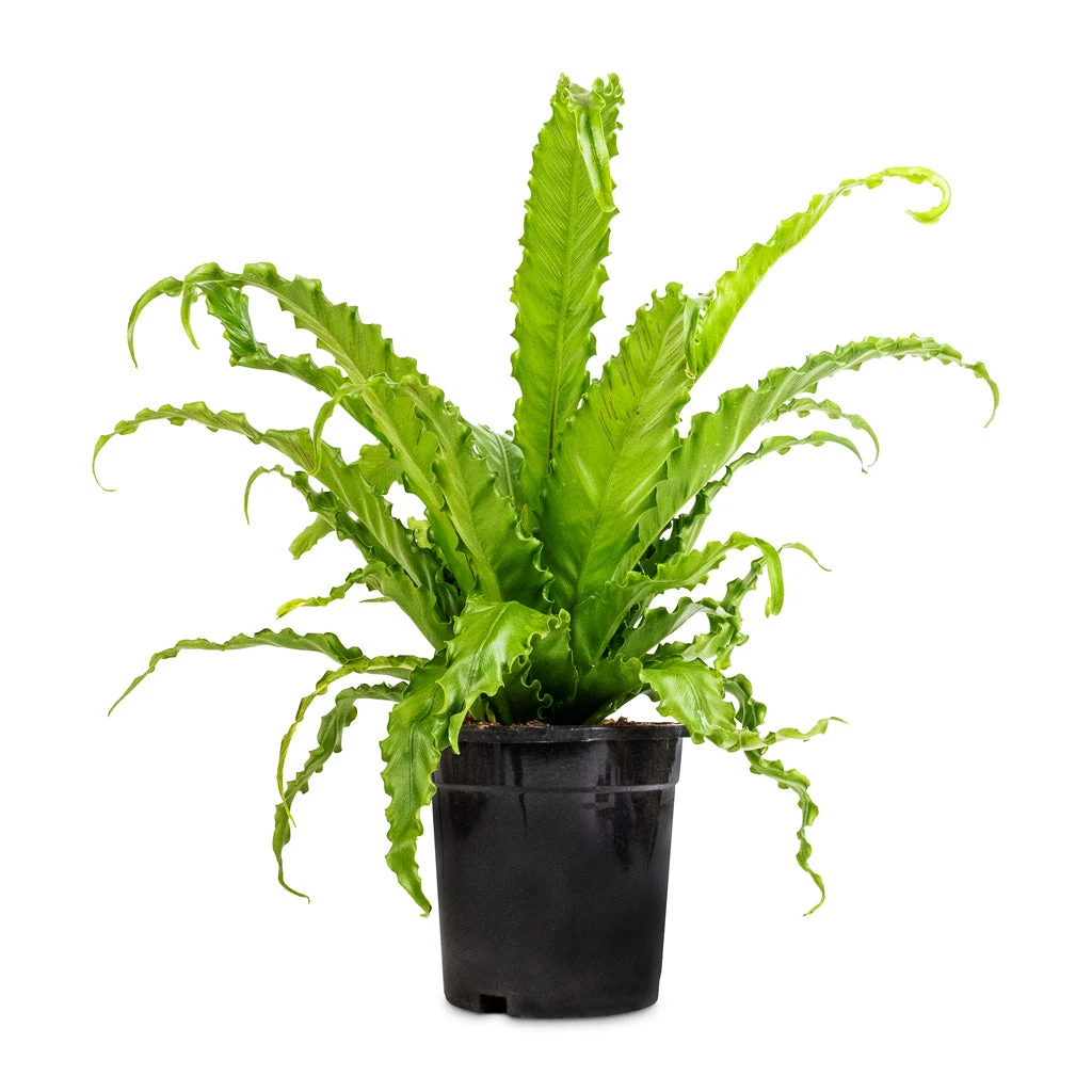 Asplenium Osaka - Japanese Bird's Nest Fern - Image 7
