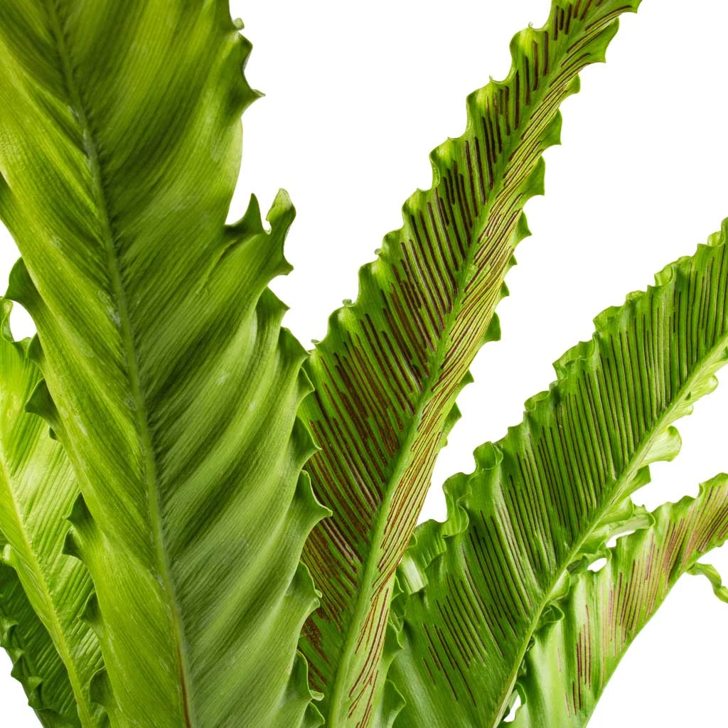 Asplenium Osaka - Japanese Bird's Nest Fern - Image 2