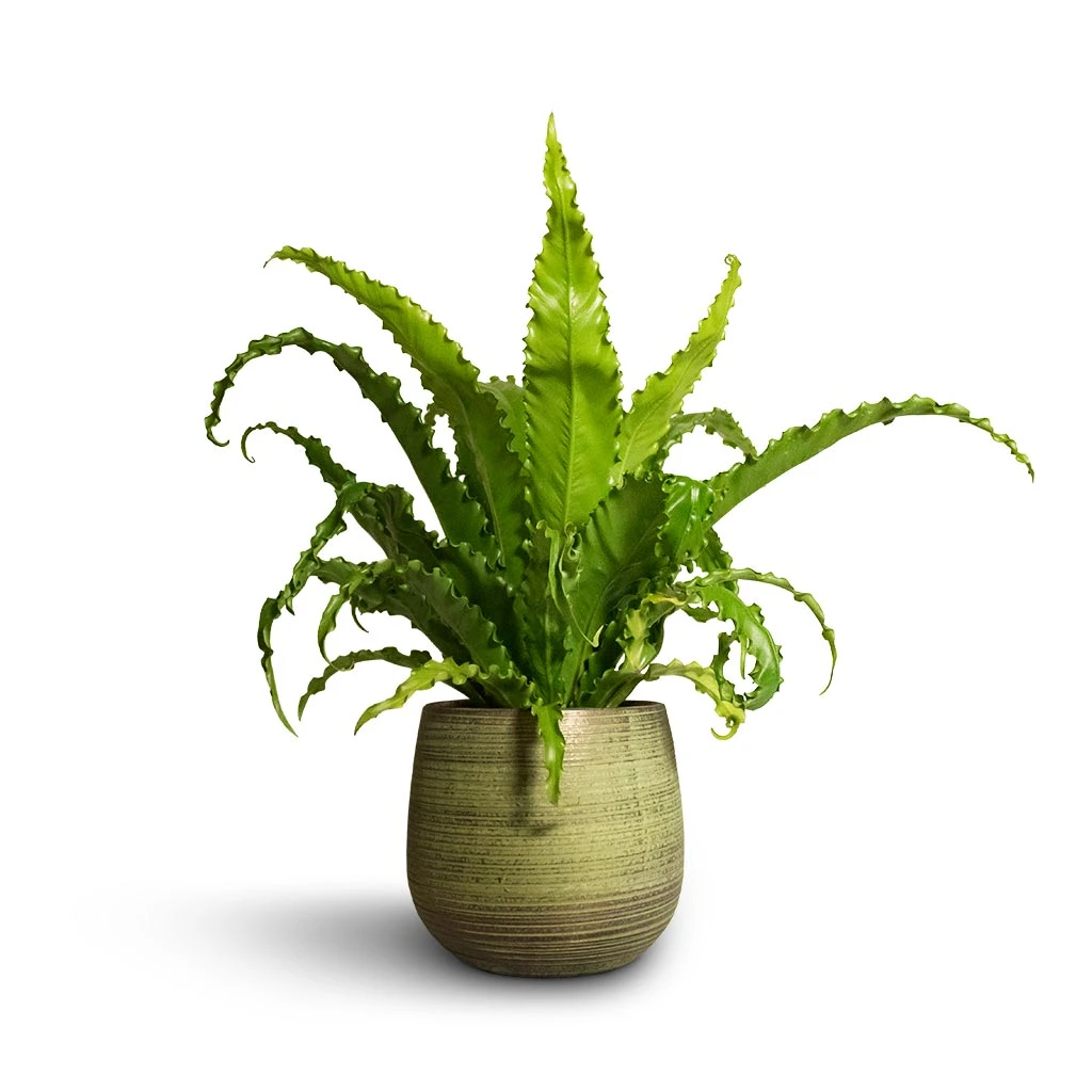 Asplenium Osaka - Japanese Bird's Nest Fern - Image 8