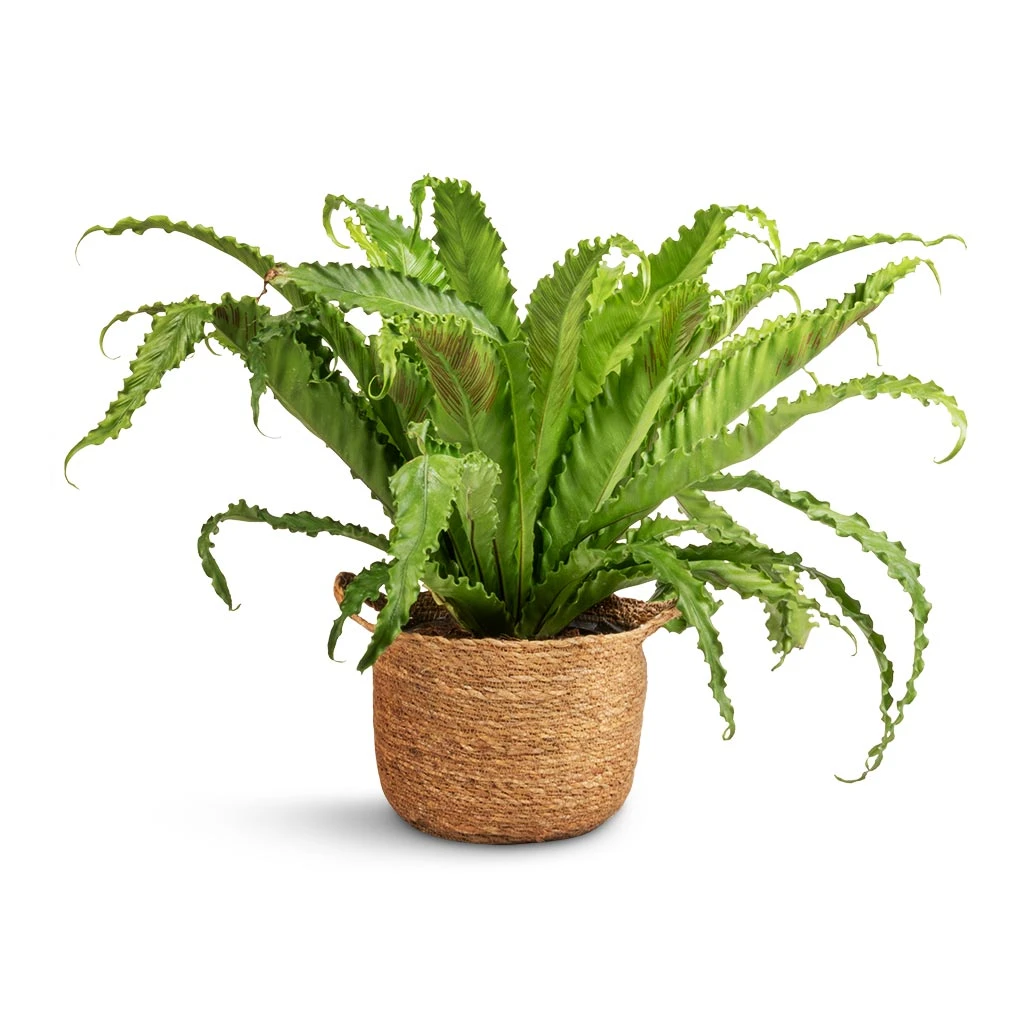 Asplenium Osaka - Japanese Bird's Nest Fern - Image 6