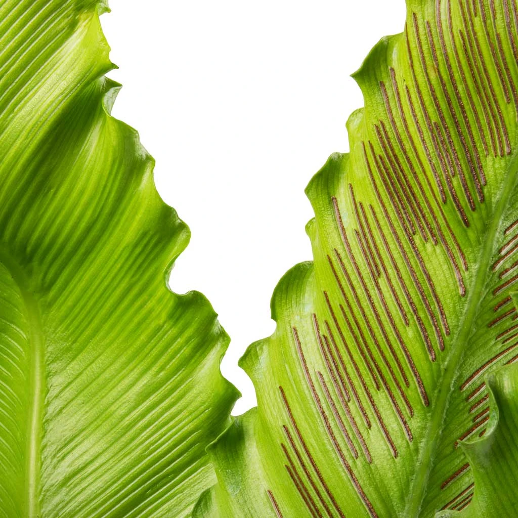 Asplenium Osaka - Japanese Bird's Nest Fern - Image 9