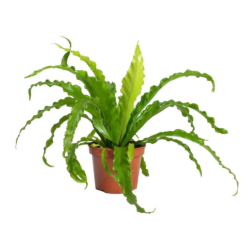 Asplenium Osaka - Japanese Bird's Nest Fern - Image 3