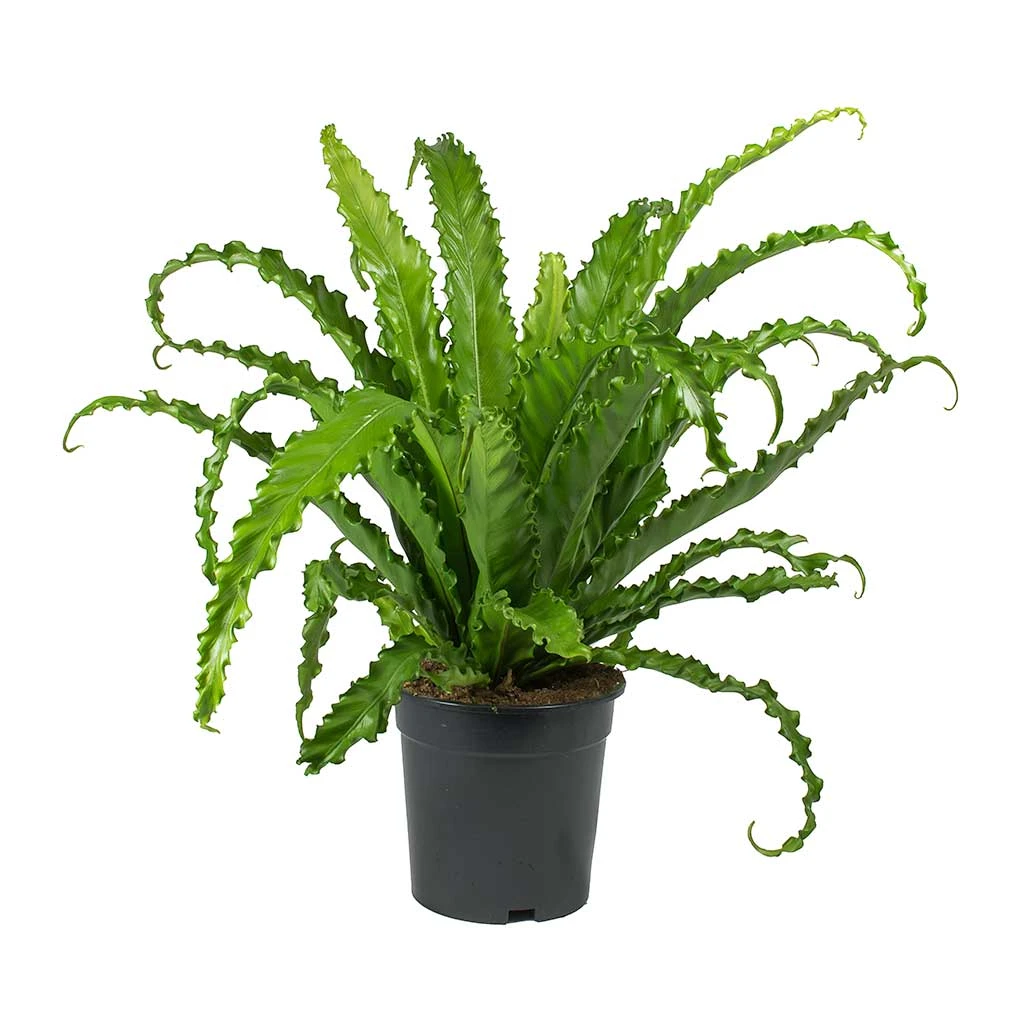 Asplenium Osaka - Japanese Bird's Nest Fern - Image 10