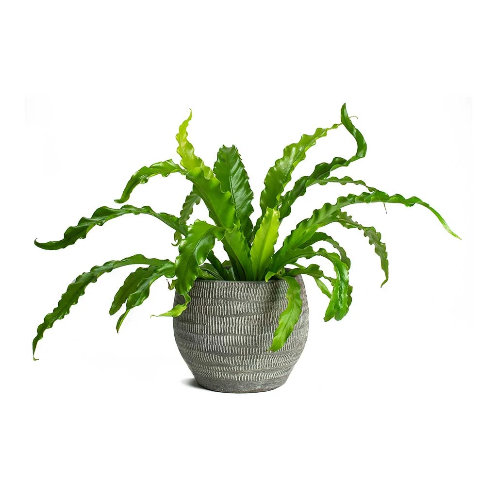 Asplenium Osaka - Japanese Bird's Nest Fern - Image 12