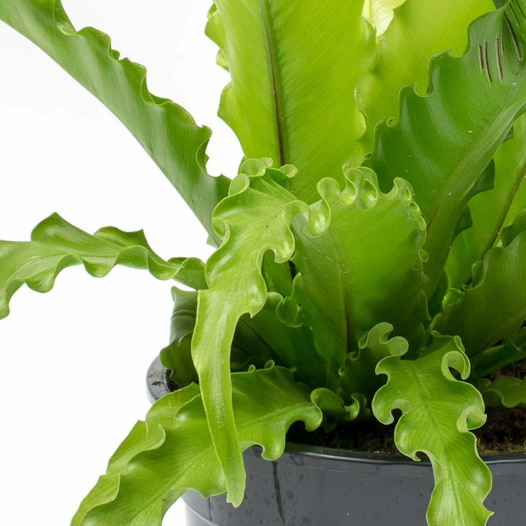Asplenium Osaka - Japanese Bird's Nest Fern - Image 5
