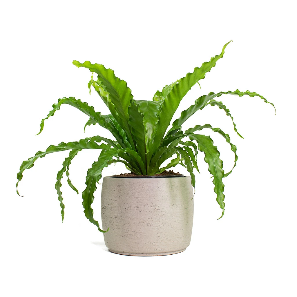 Asplenium Osaka - Japanese Bird's Nest Fern - Image 11