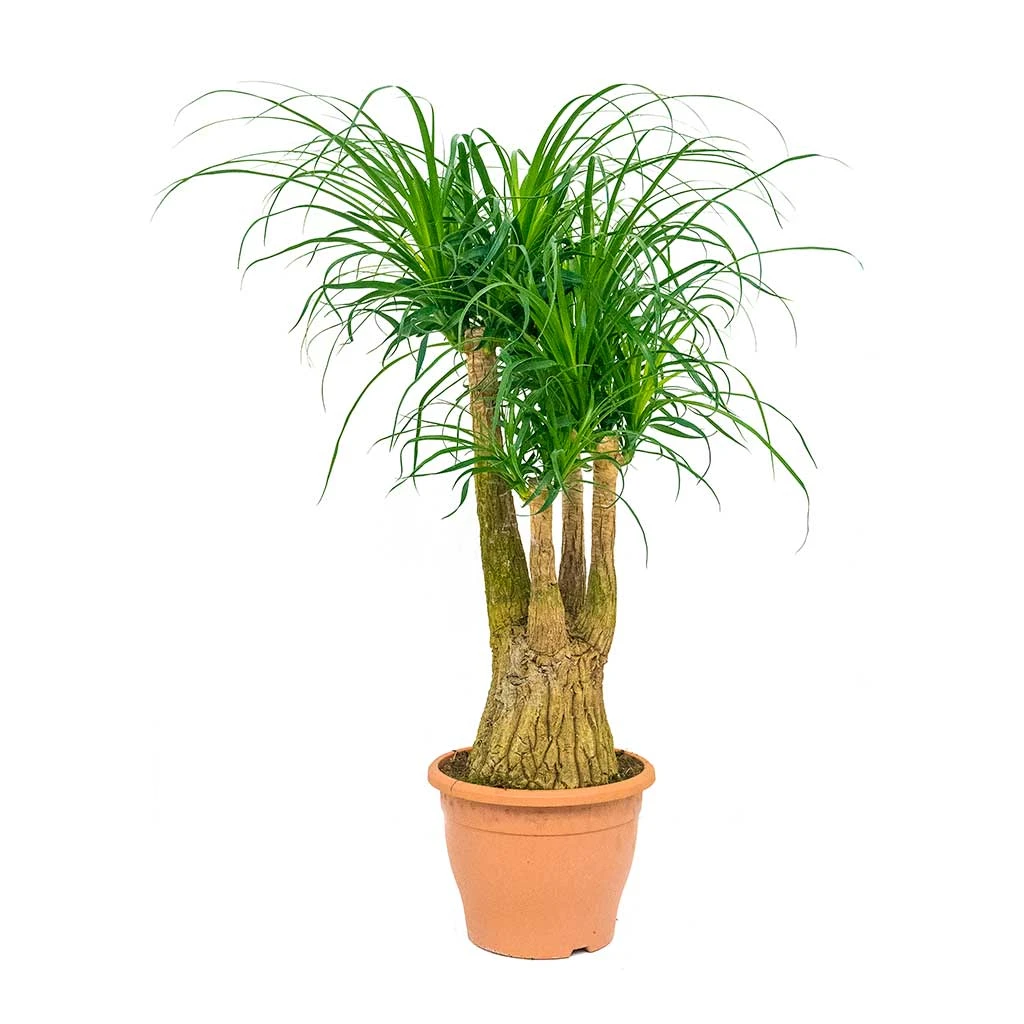 Beaucarnea - Pony Tail Palm - Branched - Image 5