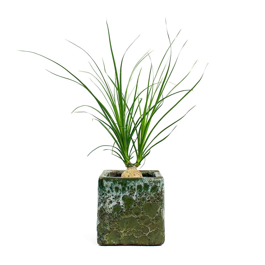 Beaucarnea - Pony Tail Palm - Orb - Image 10