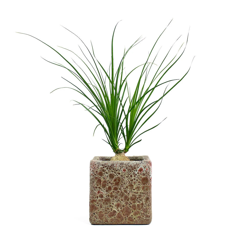 Beaucarnea - Pony Tail Palm - Orb - Image 8